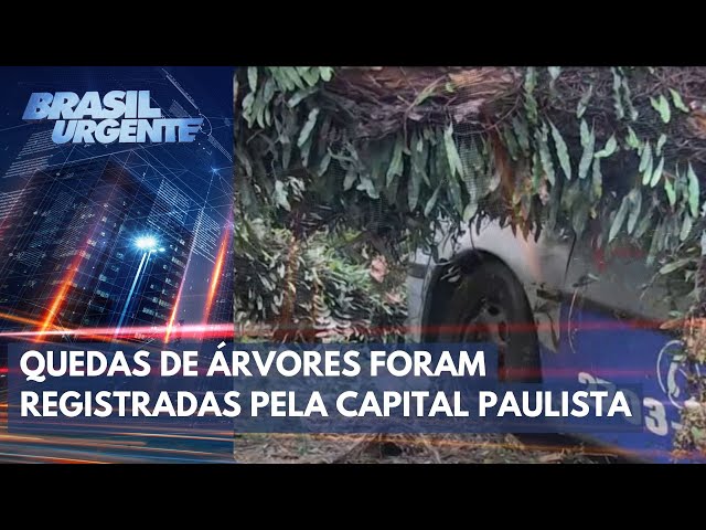 São Paulo tem quase 200 árvores caídas após passagem de temporal | Brasil Urgente