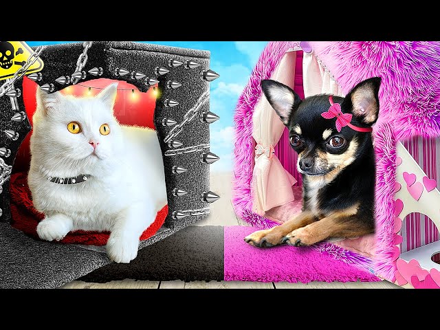 Good Dog vs Bad Cat! Life of Different Pets