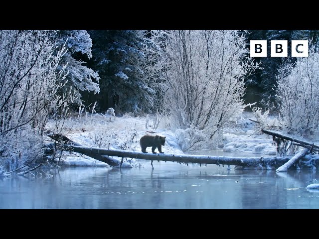 Meet the Ice Bears of the Yukon 🥶🐻 Earth's Greatest Rivers II - BBC