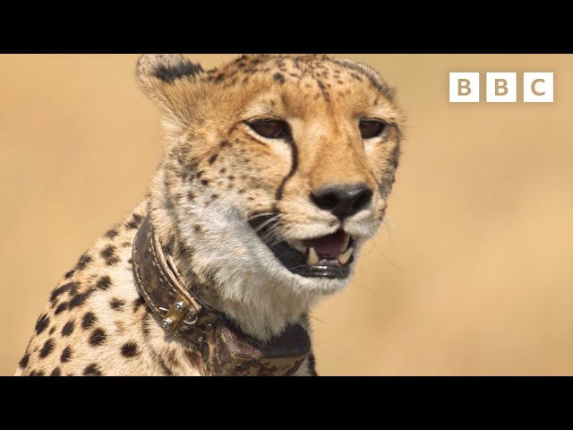 Cheetahs on a DANGEROUS wildebeest hunt 🐆 Dynasties II - BBC