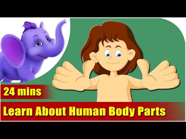 Let's Learn About Human Body Parts - Preschool Learning