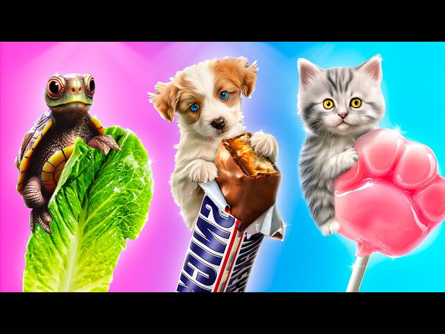 Me vs Dog Food Challenge! Easy Tricks for Pet Owners and Hilarious Moments by Troom Zoo