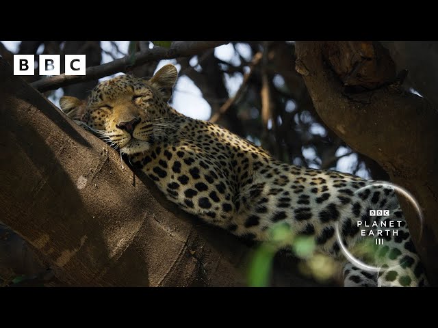 This leopardess has an INCREDIBLE hunting technique 🐆 | Planet Earth III - BBC