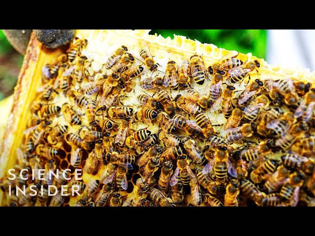 Why Bees Going Extinct Could Mean No More Ice Cream Or Avocados